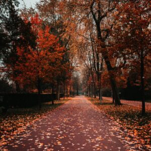 „Jesień w parku – kolorowe liście i klimat sprzyjający jesiennym rytuałom