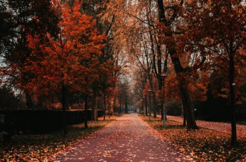„Jesień w parku – kolorowe liście i klimat sprzyjający jesiennym rytuałom