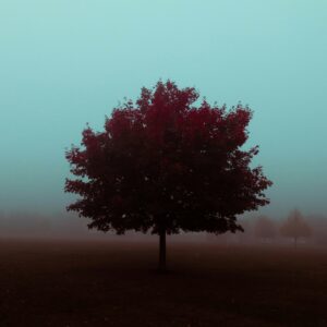 Jesienna chandra – samotne drzewo we mgle symbolizujące melancholię i spadek nastroju jesienią