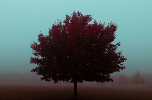 Jesienna chandra – samotne drzewo we mgle symbolizujące melancholię i spadek nastroju jesienią