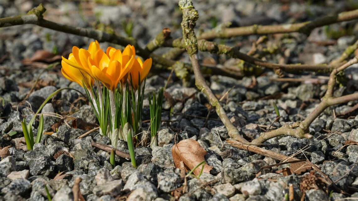wiosenne porządki krokusy wiosna minimalizm