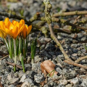 wiosenne porządki krokusy wiosna minimalizm