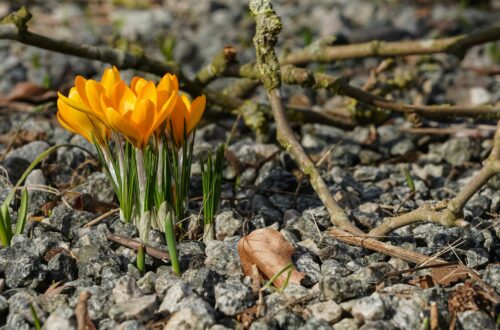 wiosenne porządki krokusy wiosna minimalizm
